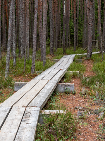 Explore the unknown, guided by this weathered wooden path, where the swamp's allure whispers to the curious soul.