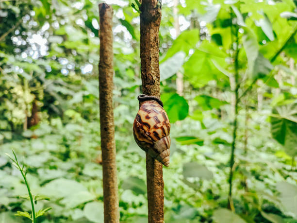 snail sticking to a tree trunk