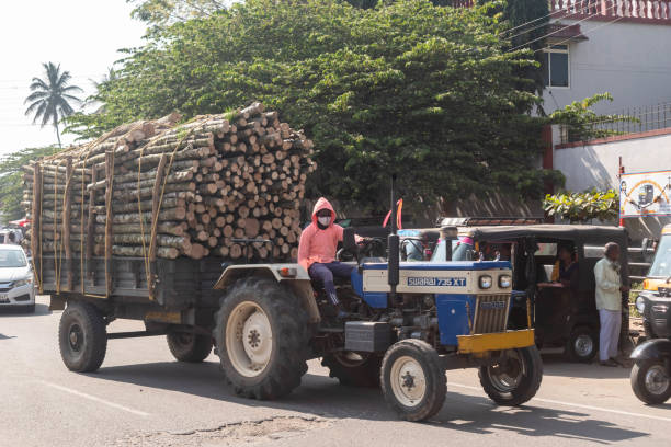 Belur, Karnataka, India - January 9 2023: An Indian worker transporting logs of wood on a tractor.