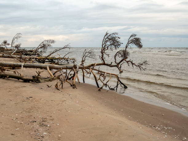 istock Seashore Symphony: Fallen Trees in Harmony with the Coastal Symphony, Where Sea Meets Land 1959591105