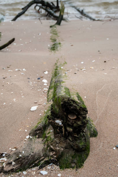 istock Sands of Resilience: Coastal Resurgence as Downed Trees Share Space with the Endless Sea 1959591630
