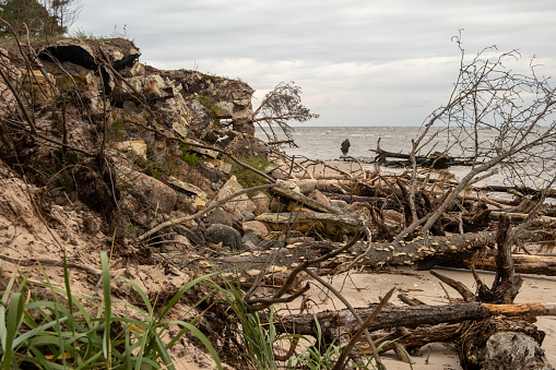 Seashore Sonata: Fallen Trees Joining the Coastal Melody of the Ever-Present Sea