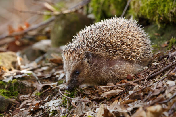 istock Hedgehog in woods during daylight 1959600198
