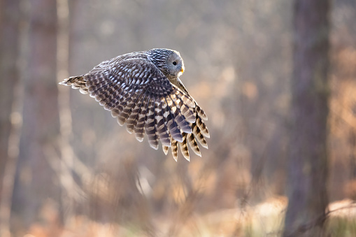 A Low-flying ural owl with spread wings gliding over woodland