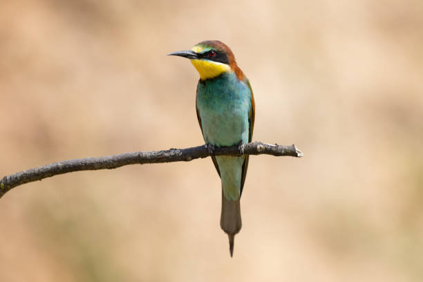 A bee eater perched on a branch, showcasing vibrant yellow, blue, and green feathers