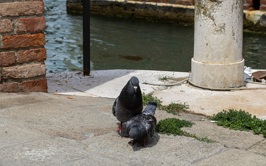 City foragers: Two pigeons gracefully explore the stone ground, their keen eyes scanning for tidbits, as they bring a touch of urban charm to the timeless pursuit of sustenance.