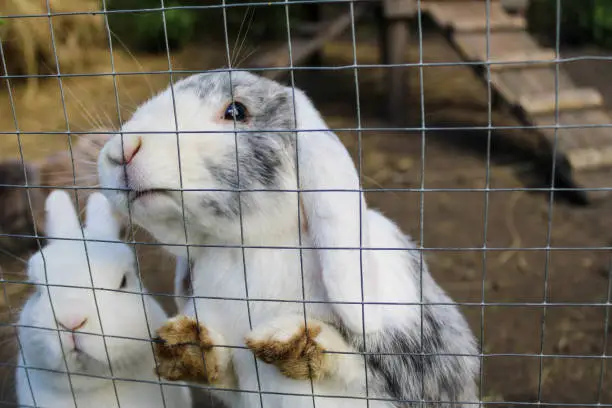 Behind the bunny fence, a white marvel dwells, its fluffy form a vision of purity against the enclosure, hinting at a hidden world of playful hops and serene moments waiting to unfold.