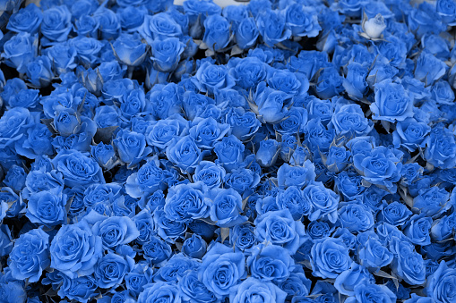 Background of beautiful blooming blue roses. Close-up of blue flowers, abstract soft floral background, top view.