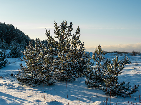 In the embrace of winter's beauty, the beach adorns a snowy crown with firs, a serene backdrop of pine forests, and the sun's golden touch.