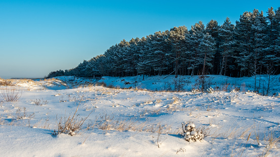 Winter's Brilliance: Sun-Kissed Pine Forest in Snowy Serenity. Garciema Pludmale, Latvija.