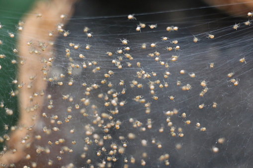 A picture of a moody spiderweb / cobweb with tiny dew droplets stuck on each thread. Picture taken in southern Sweden.