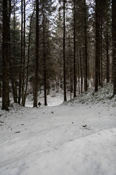 istock Wintery Routes: Visible Tire Trails Through Snow-Dusted Forests. Pokainu Mezs, Latvija 1959632126