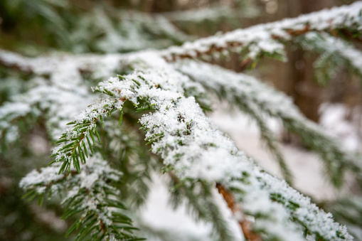 Snow-Covered Firs: Tranquil Scenes in Pokainu Mezs, Dobele, Latvia