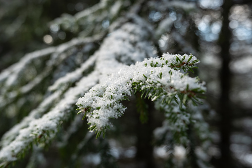 Frosty Elegance: Snow-Blanketed Fir Needles in Dobele, Latvia