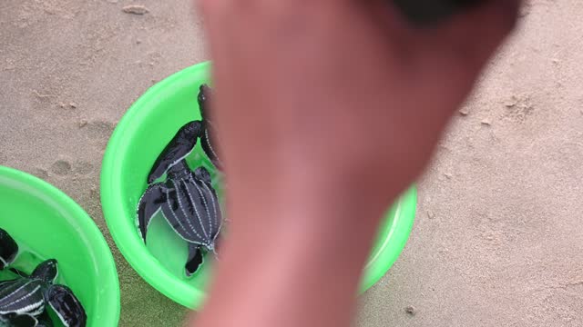 Baby leatherback turtle in a plastic basin to be released
