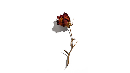 Withered dead pink flower isolated on white background in studio. Dried flowers isolated top view and copy space
