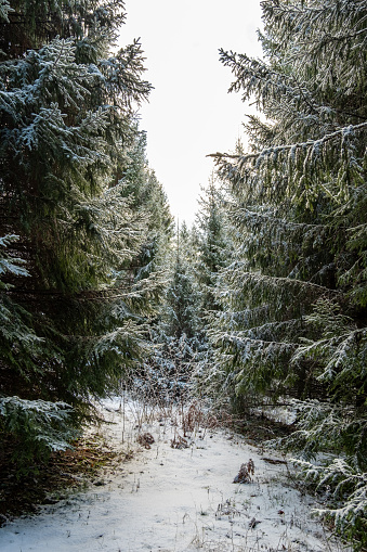 In the heart of Pokainu Mezs lies a snow-draped path through an enchanting fir forest.