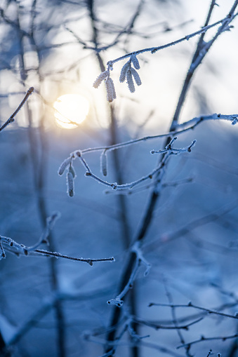 Close up of tree branches with frost against sunlight