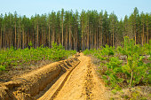 Plowed strip protecting the forest from fire