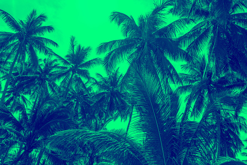 Patern of palm tree and green design