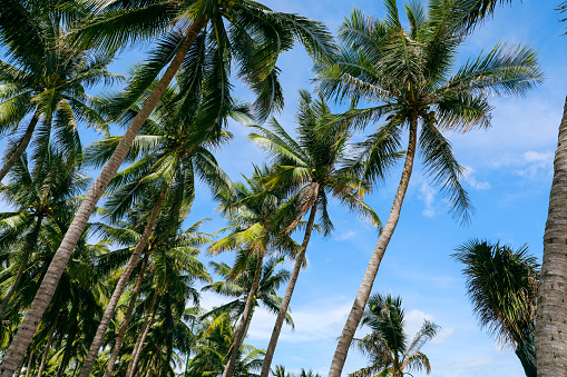 POV Loop up Coconut Palm Trees With Blue Sky