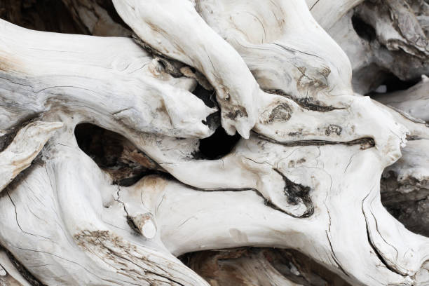 istock Old tree branch on the beach texture. Closeup aged wood. Dead tree roots. 1959737572