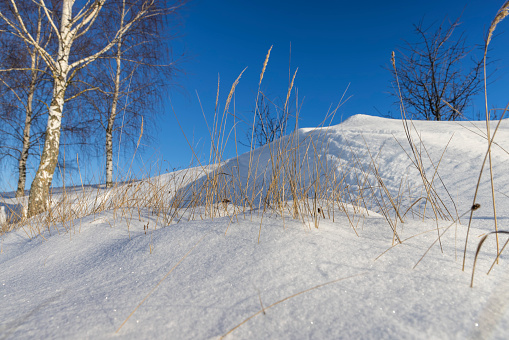 snowdrifts with yellow grass and birches, snowdrifts with plants in winter