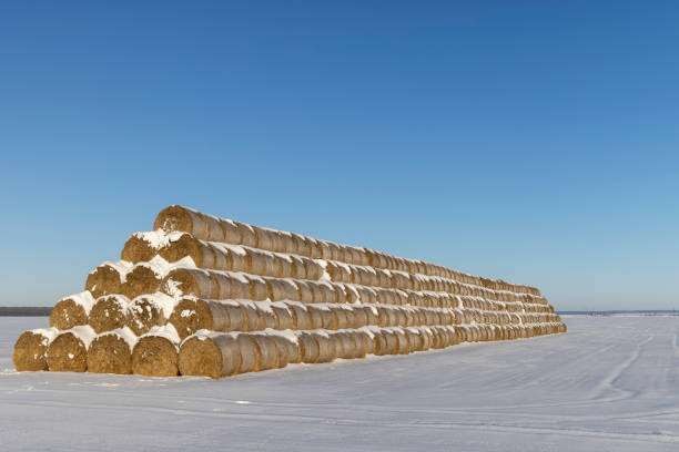 Russia. South of Western Siberia. Kuzbass. Rolls of fresh hay left by farmers on a snowy field on a frosty morning at the beginning of winter.