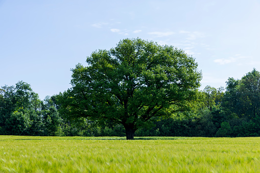 a lonely oak with green foliage in the summer, a beautiful oak tree in sunny weather