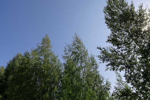 birch trees in summer in sunny weather, tall birches against the blue sky