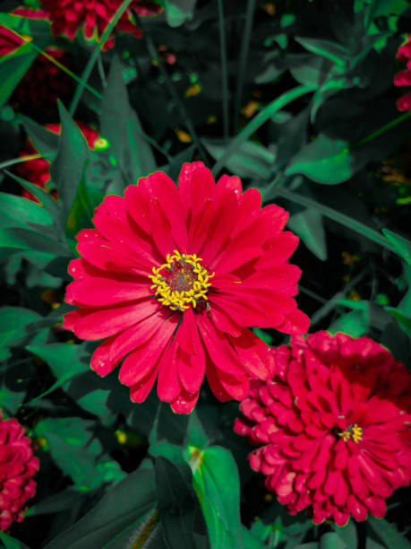 The image is a group of red flowers. It features a species of plant known as zinnia, specifically the common zinnia (zinnia angustifolia). The flowers have red petals and are likely an outdoor, herbaceous plant.