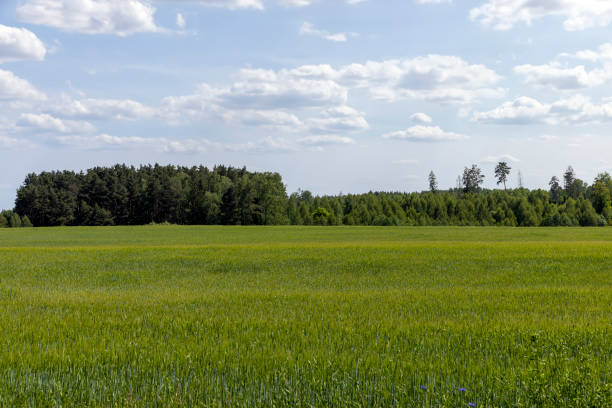 istock cereal growing business in eastern europe 1959747373
