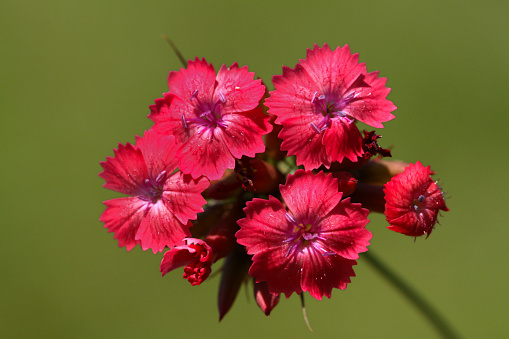red flower in spring
