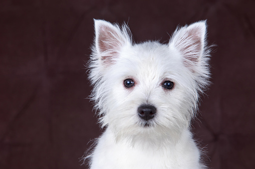 West Highland White Terrier dog on a brown background