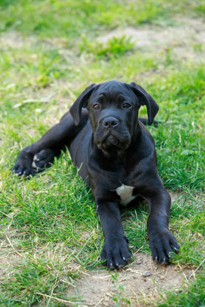 istock Dog breed Cane Corso Italiano 1959761864