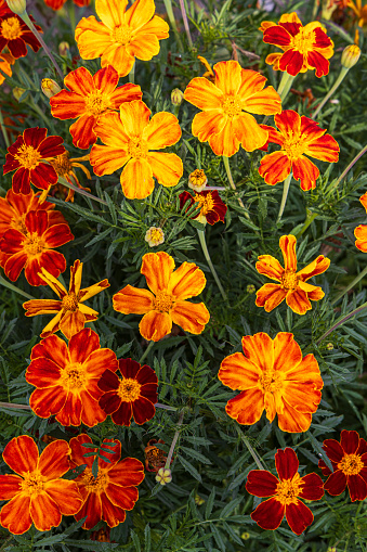 Orange and yellow marigolds flowers in vegetable garden
