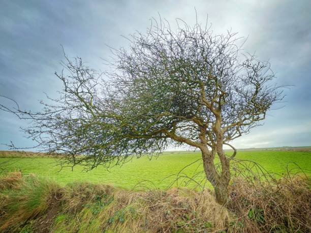 istock Irish Blackthorn tree showing adaption to the prevailing south west wind. 1959762931