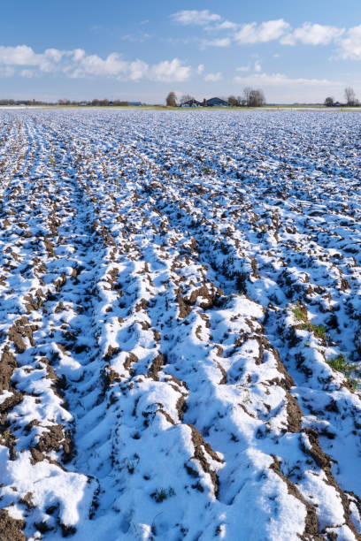 a plowed agricultural field covered with snow - winter farm vibrant color shadow imagens e fotografias de stock