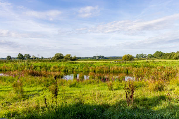 istock Nature reserve Binnenveld Bennekom 1959767799