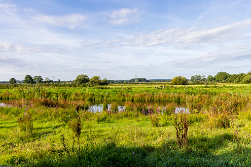 Nature area Binnenveld  between Wageningen en Bennekom Gelderland province in The Netherlands