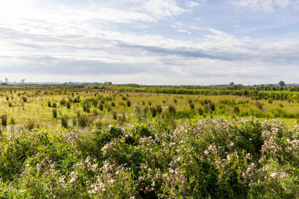 Nature area Binnenveld  between Wageningen en Bennekom Gelderland province in The Netherlands