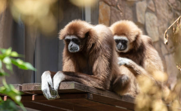 istock Two monkeys in the zoo 1959783996