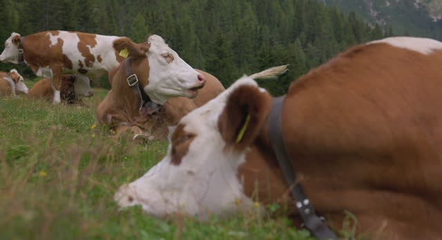 Cows portraits on the Italian Dolomites and Alps