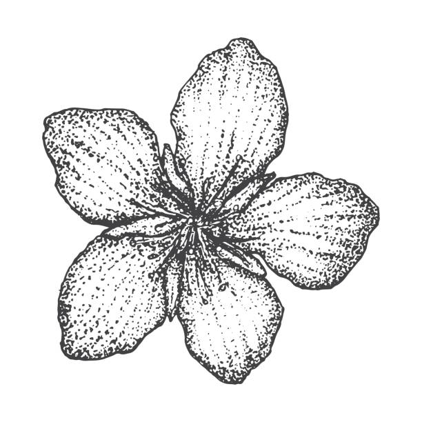 kwiat brzoskwini ilustracja wektorowa, szkic w stylu dotwork, na białym tle, graficzny, styl tatuażu, zabytkowe - nectarine peach backgrounds white stock illustrations