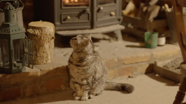 A Selkirk Rex Cat Warming Herself by a Stove