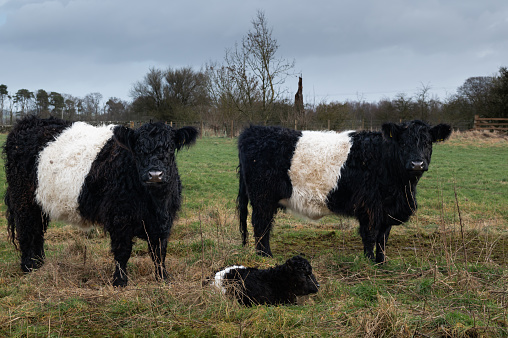 Two Galloway cows and a calf in a field on an overcast winter morning in Scotland