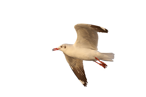 Beautiful flying seagull isolated on white background.