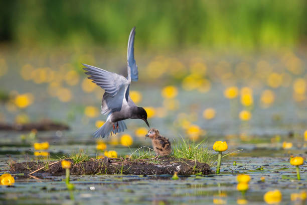 rybitwa czarna (chlidonias niger) karmi młodego - chlidonias zdjęcia i obrazy z banku zdjęć