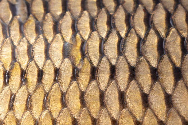 istock Scales on a fish as an abstract background. Texture 1959831622