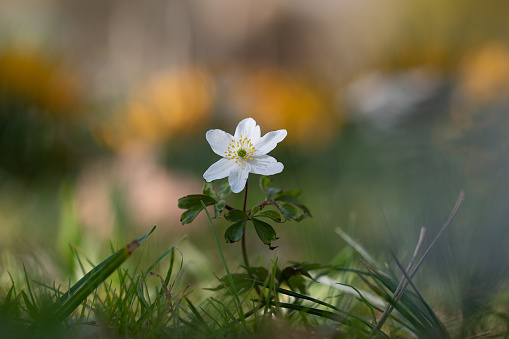 Wood anemones, one in bloom and the other is flowering shoots, a small kiss between them